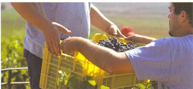 Recogiendo las uvas.jpg